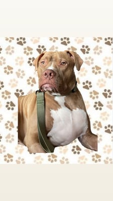 Tank