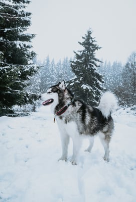 Koda