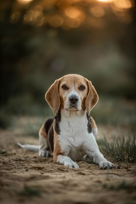 Nala