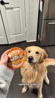 @rydenretrievers