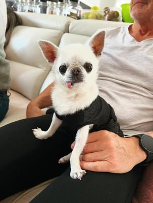 @melody_fashiondog