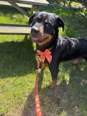 @kylie.the.rottweiler