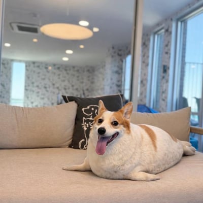 @daonthecorgi