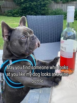 @frenchiemeetsboston