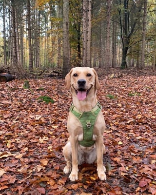 Nala