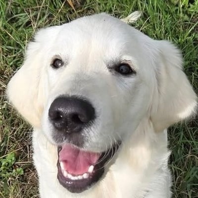 @meetgoldenmax