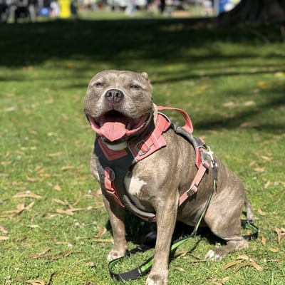 @mybullykombo