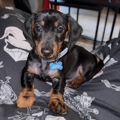 @my_mini_marshall