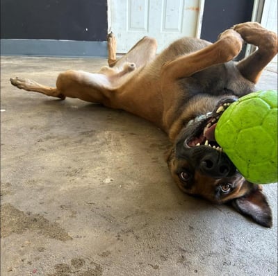 @jenniandthedawgs