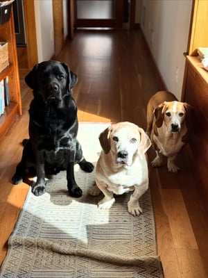 @otto_thebullybasset