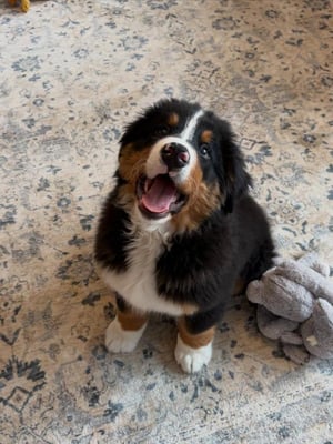 @howietheberner