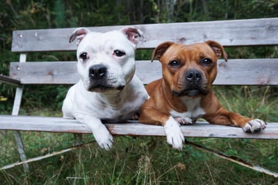 Deli and Nala