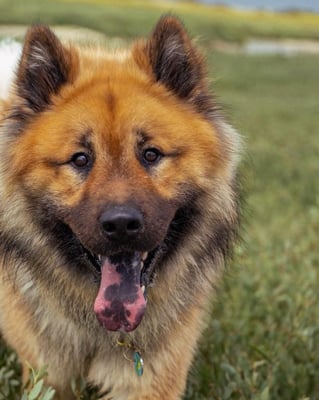 @usagi_eurasier