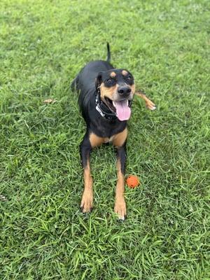 @mol_lythedoberdor