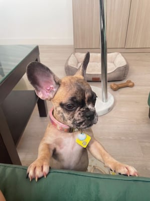 @oh_na_la_frenchie