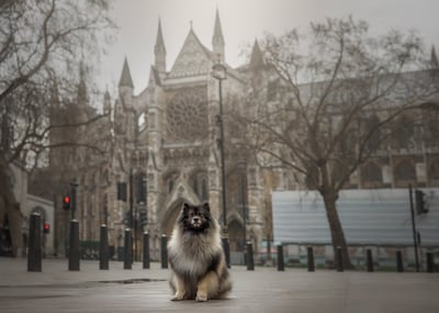 @loki_the_kees