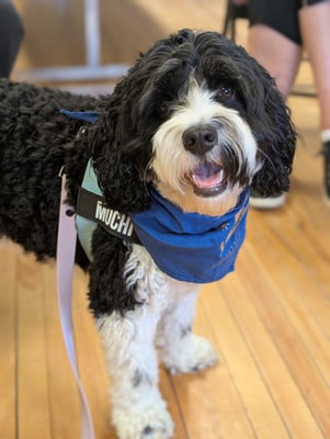 @mochitheworkingdog