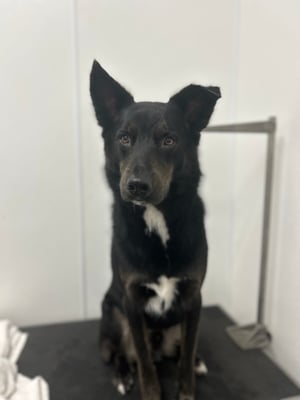 Loki
