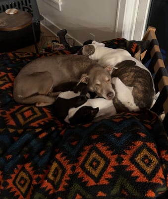 Frank & Bodhi +1