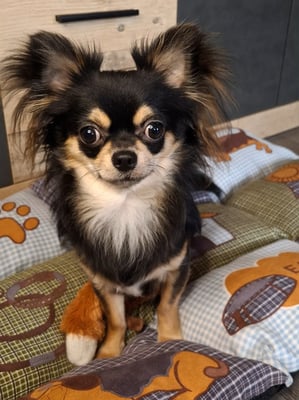 Loki