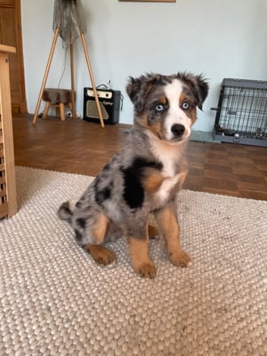 Mylo