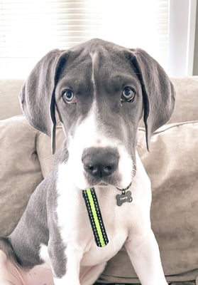 Penny