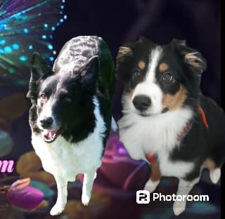 Diva & Sam