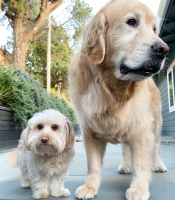 Dusty & Oliver