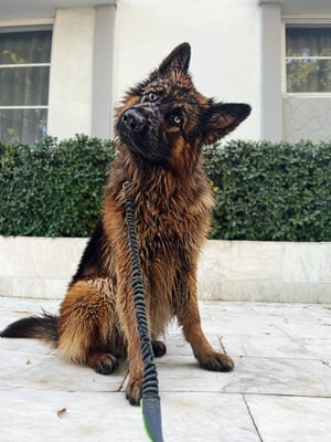 Apollo