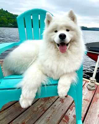 Zuko