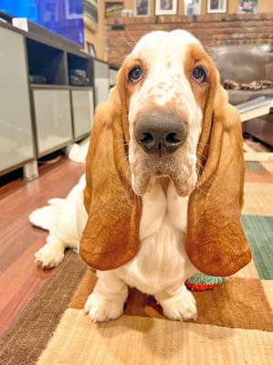 benny waffles