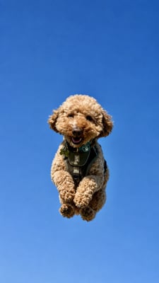 Koda