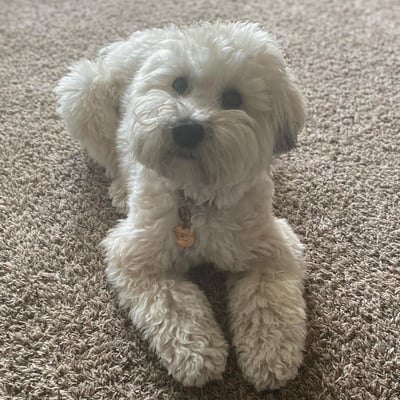 Payton
