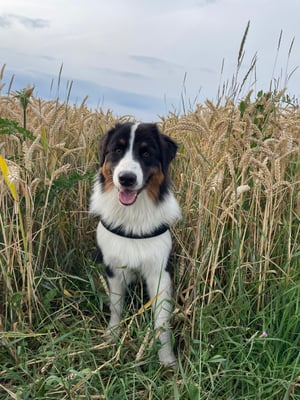 Beau