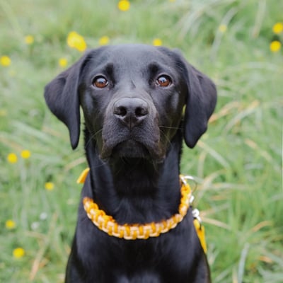 Oscar