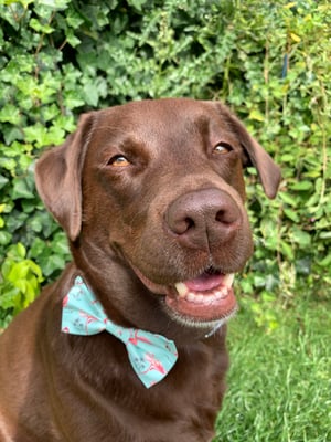 Rosie