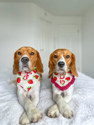 Fudge & Daisy