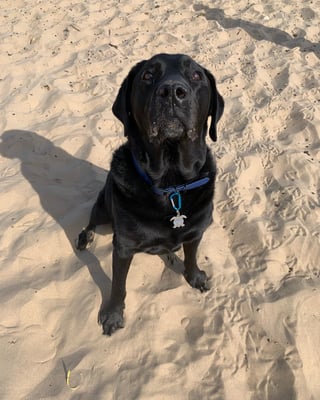 Alfie