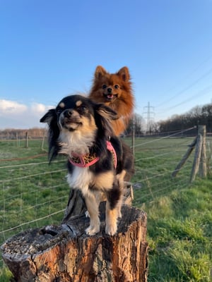 Teddy & Bailey +2