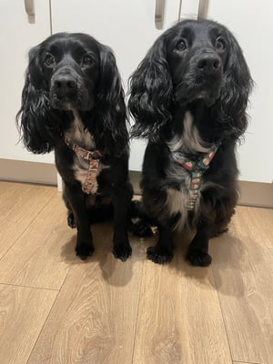 Merlin & Freddie