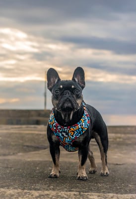 Hugo