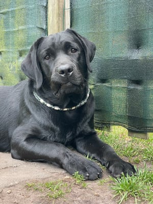 Onyx