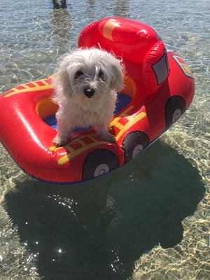Pepito