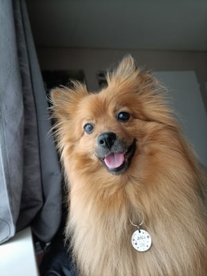 Honey
