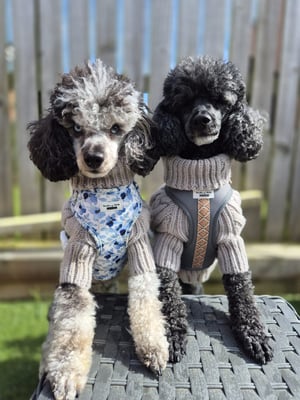 buddy & Bruno