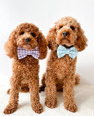 Teddy and Poppy