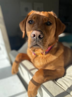 Isla