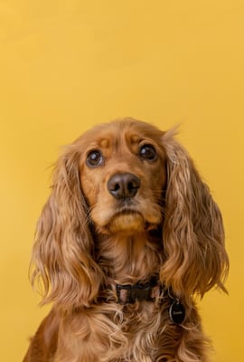 Marley