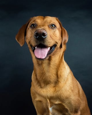 Maximus