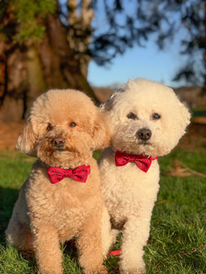 Milo & Leo